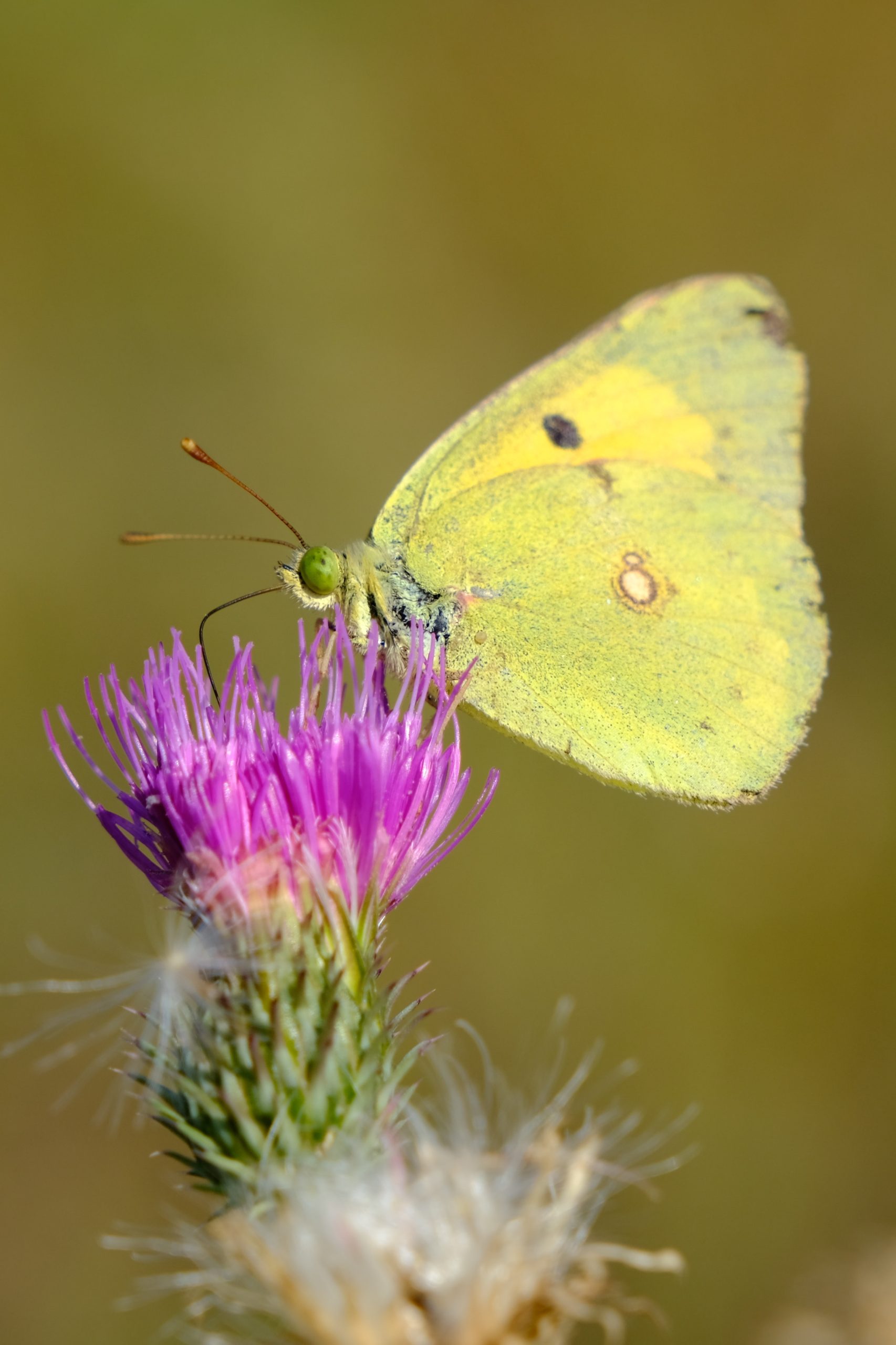 yellow butterfly