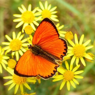 Orange butterfly Meaning