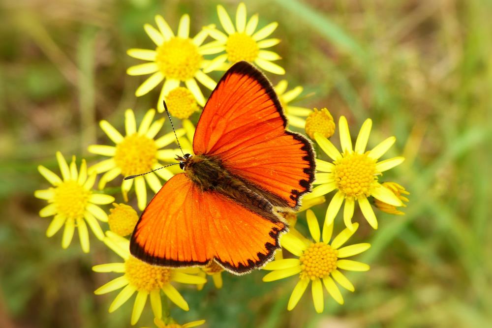 Orange butterfly's Meaning