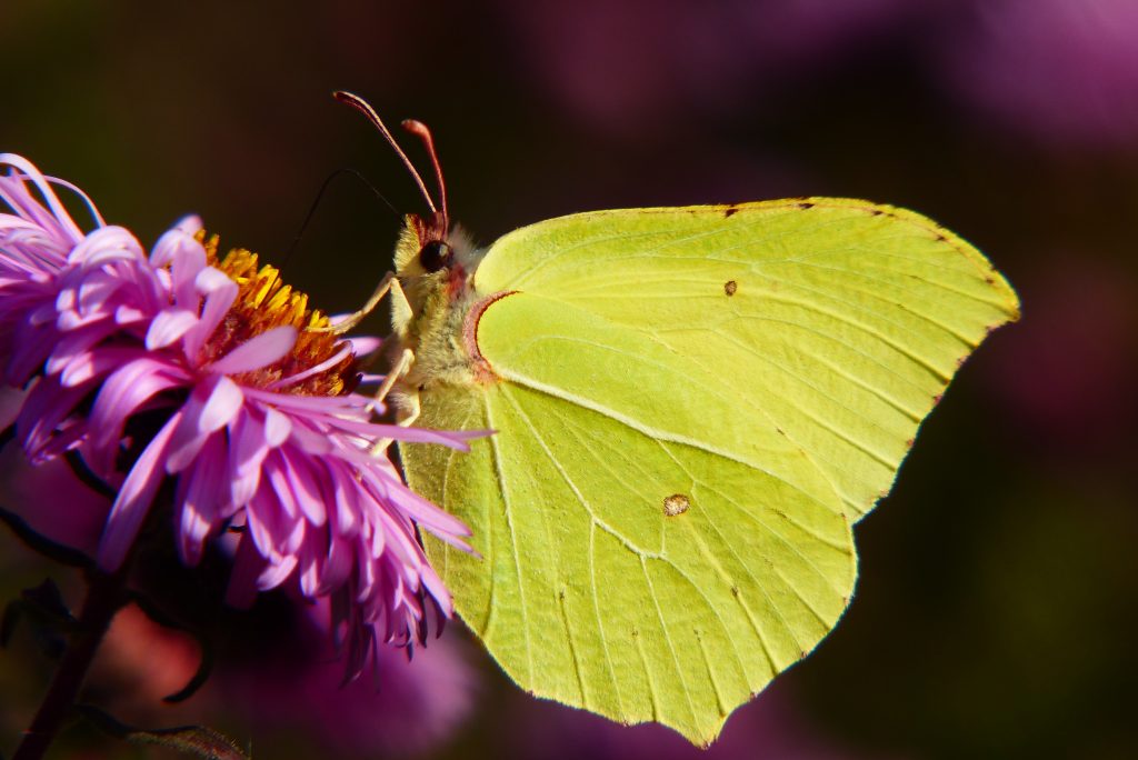 yellow butterfly