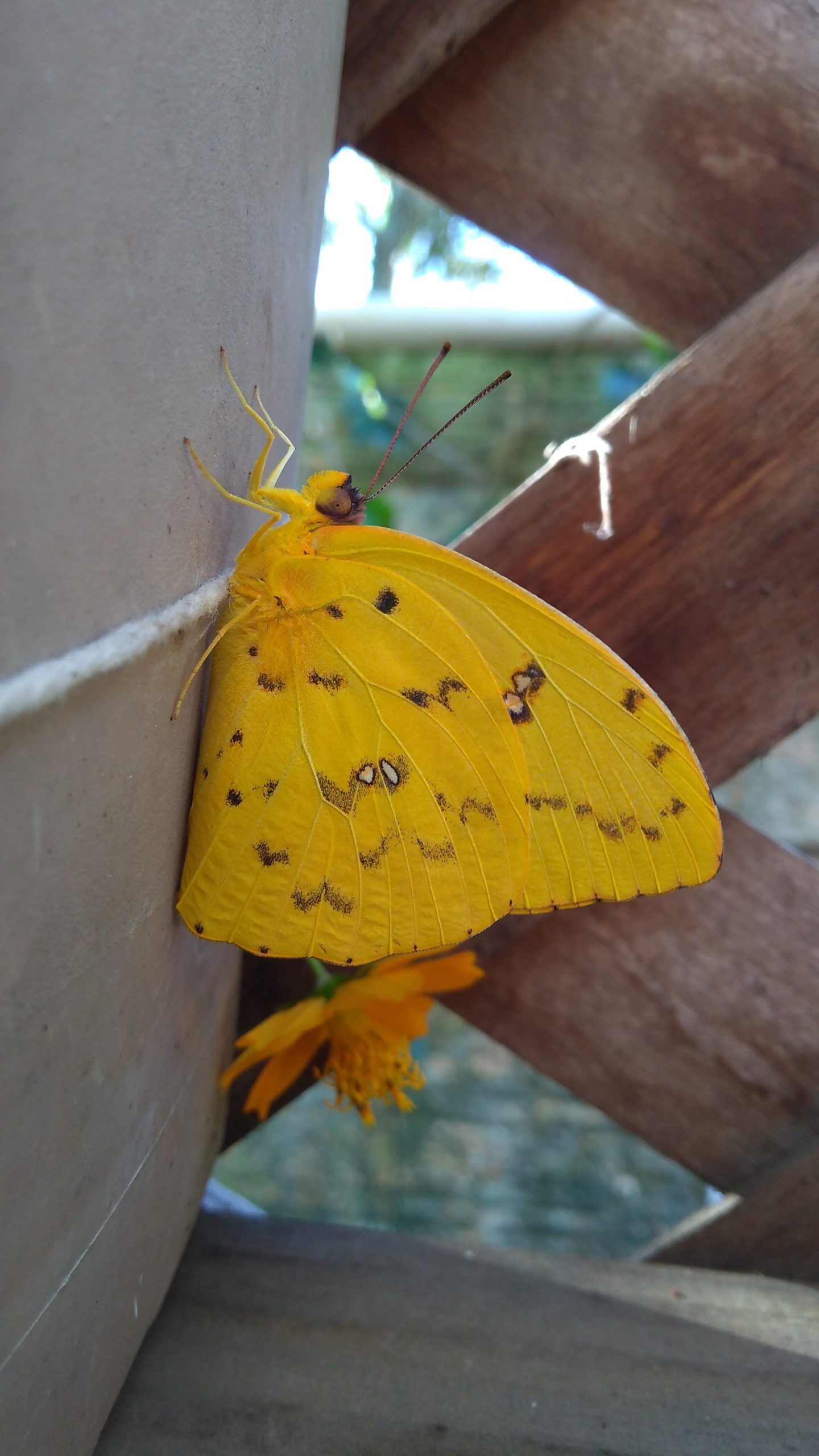 yellow butterfly