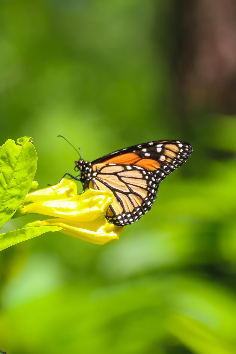 Black and yellow butterfly