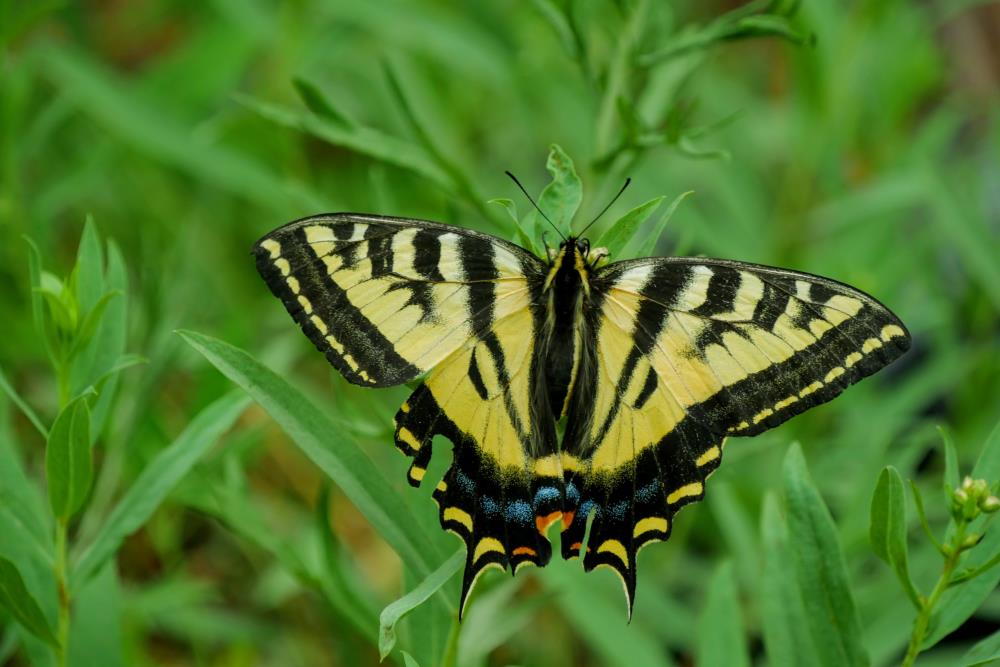 Black and yellow butterfly