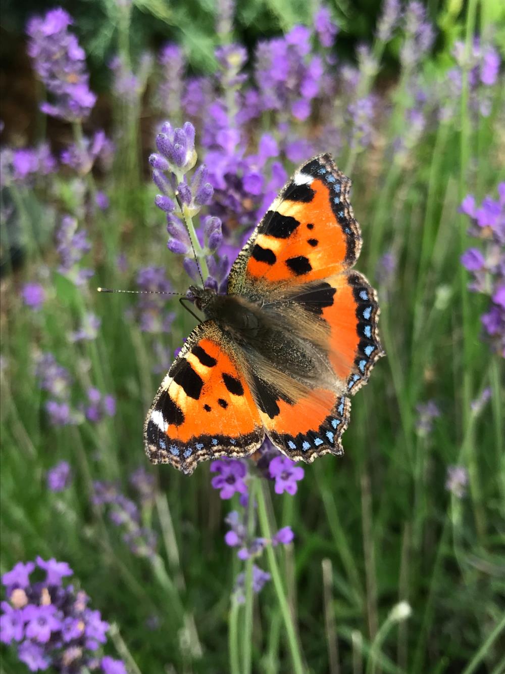 Orange butterfly