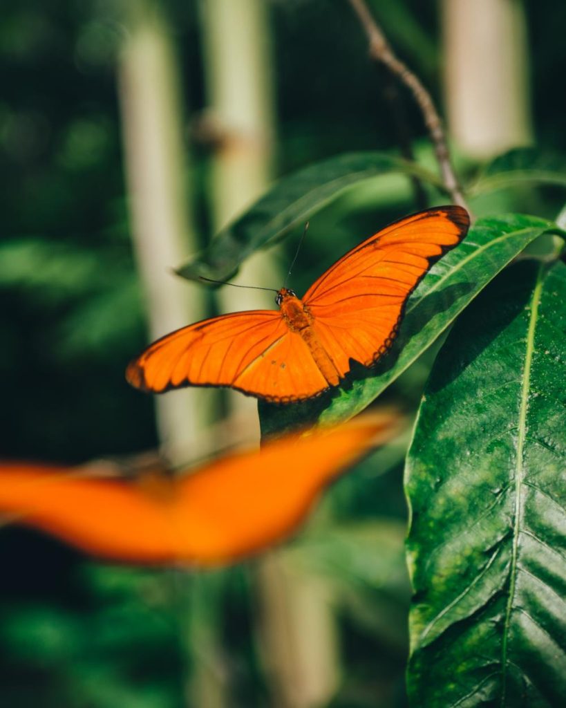 Orange butterfly's meaning