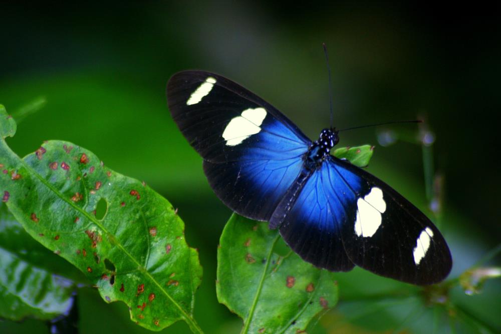 Blue butterfly