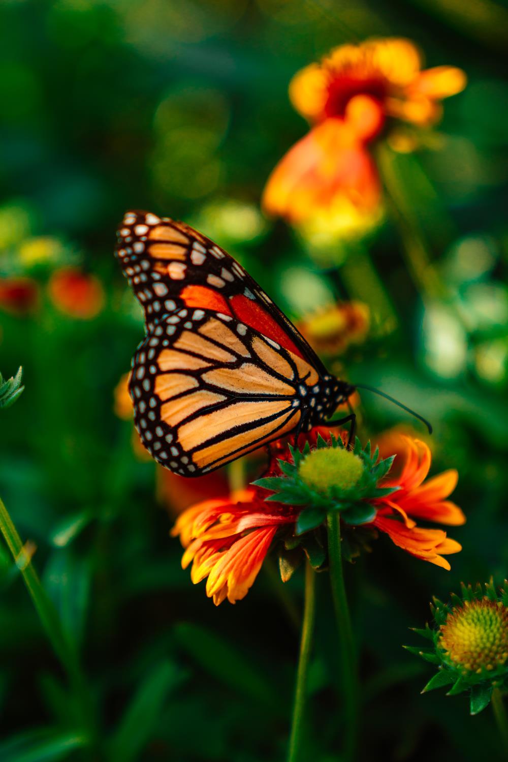 Orange monarch butterfly