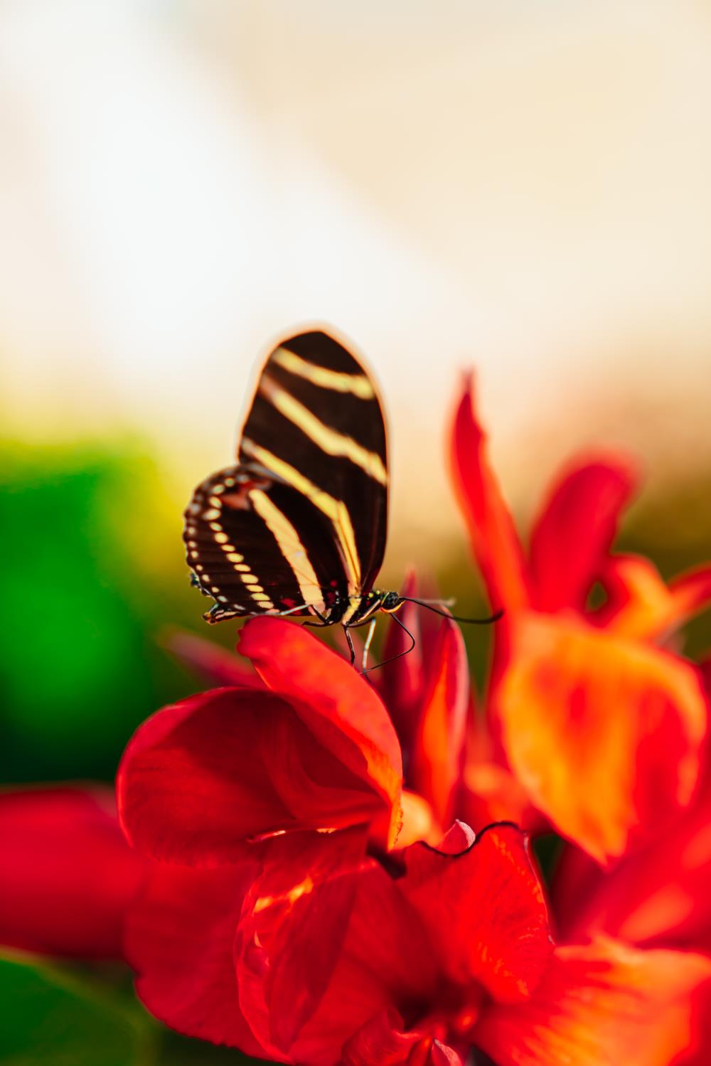 Black and yellow butterfly Zebra Longwing butterfly sitting atop a red flower