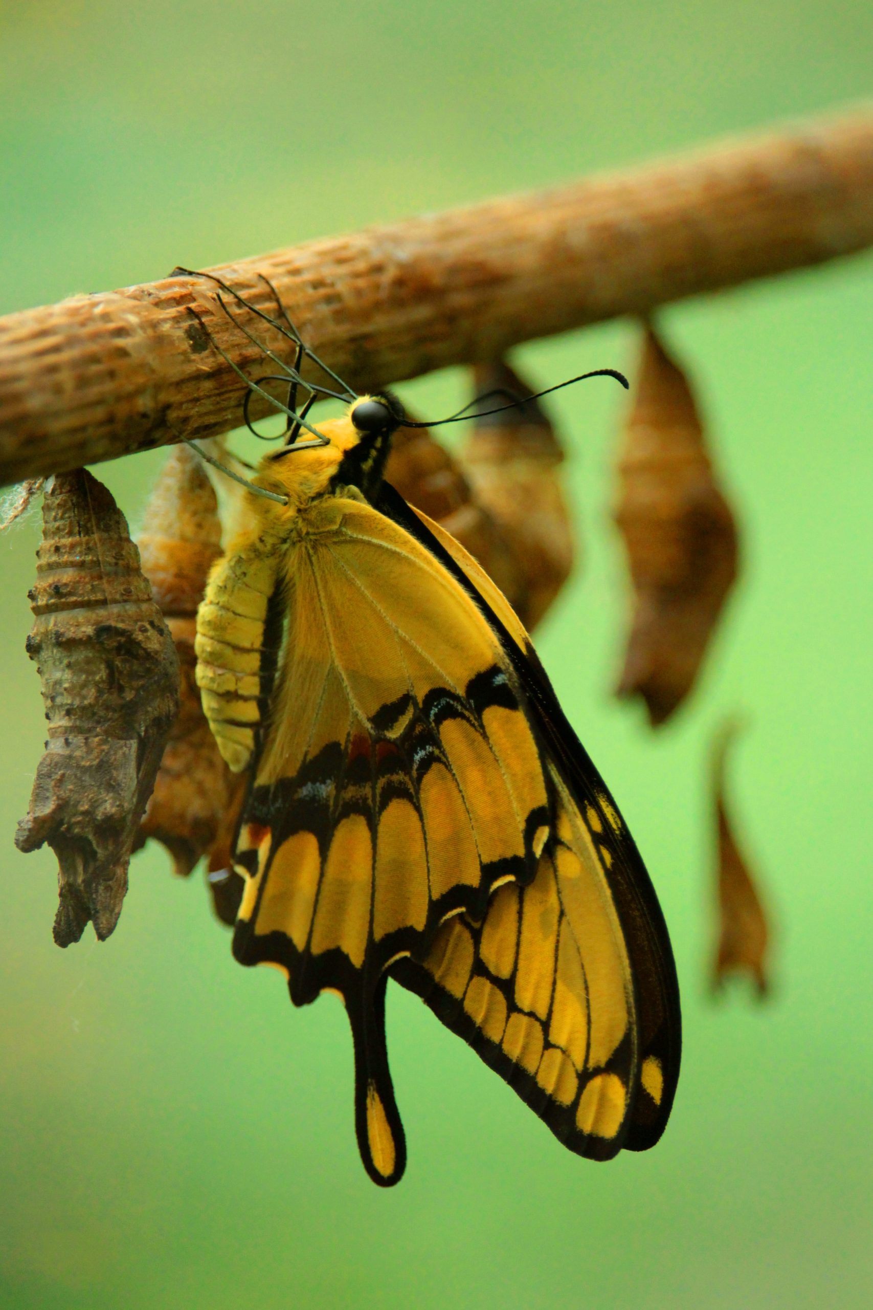 yellow butterfly