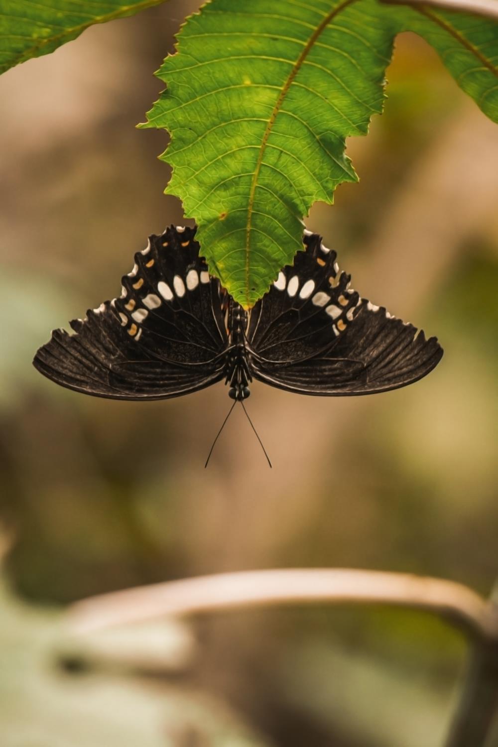 Black butterfly - Monarch upside down