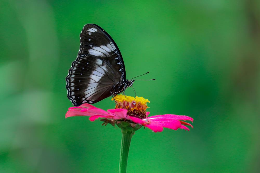 Black butterfly's meaning