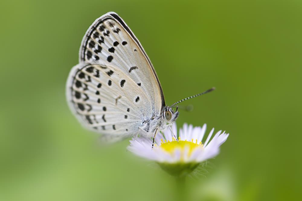 White butterfly's meaning