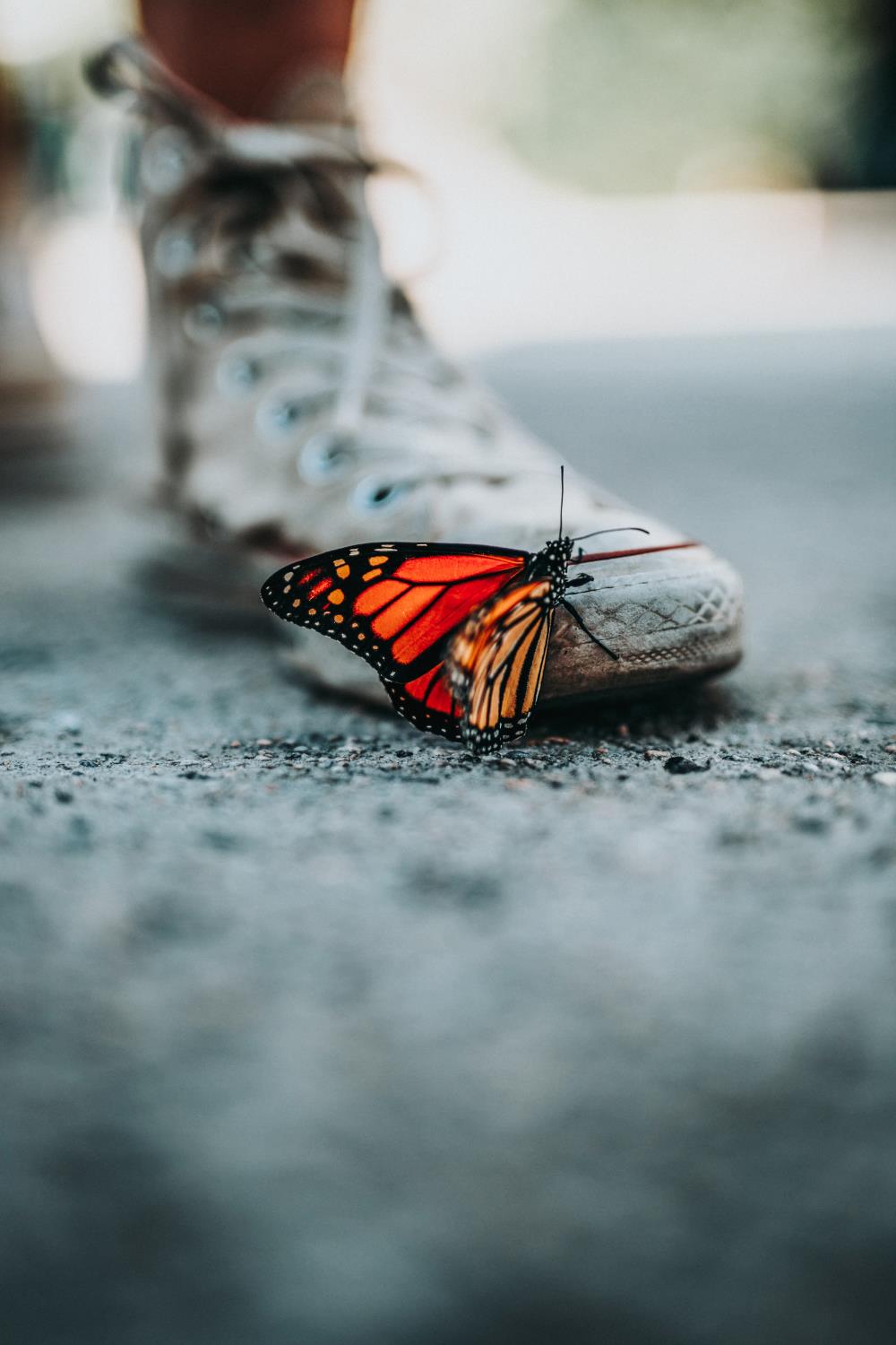 Orange butterfly on dirty sport shoe