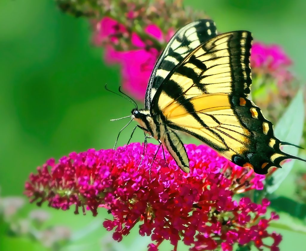 yellow butterfly's meaning: black and yellow butterfly