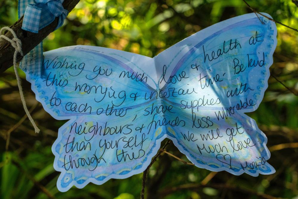Blue butterfly wish