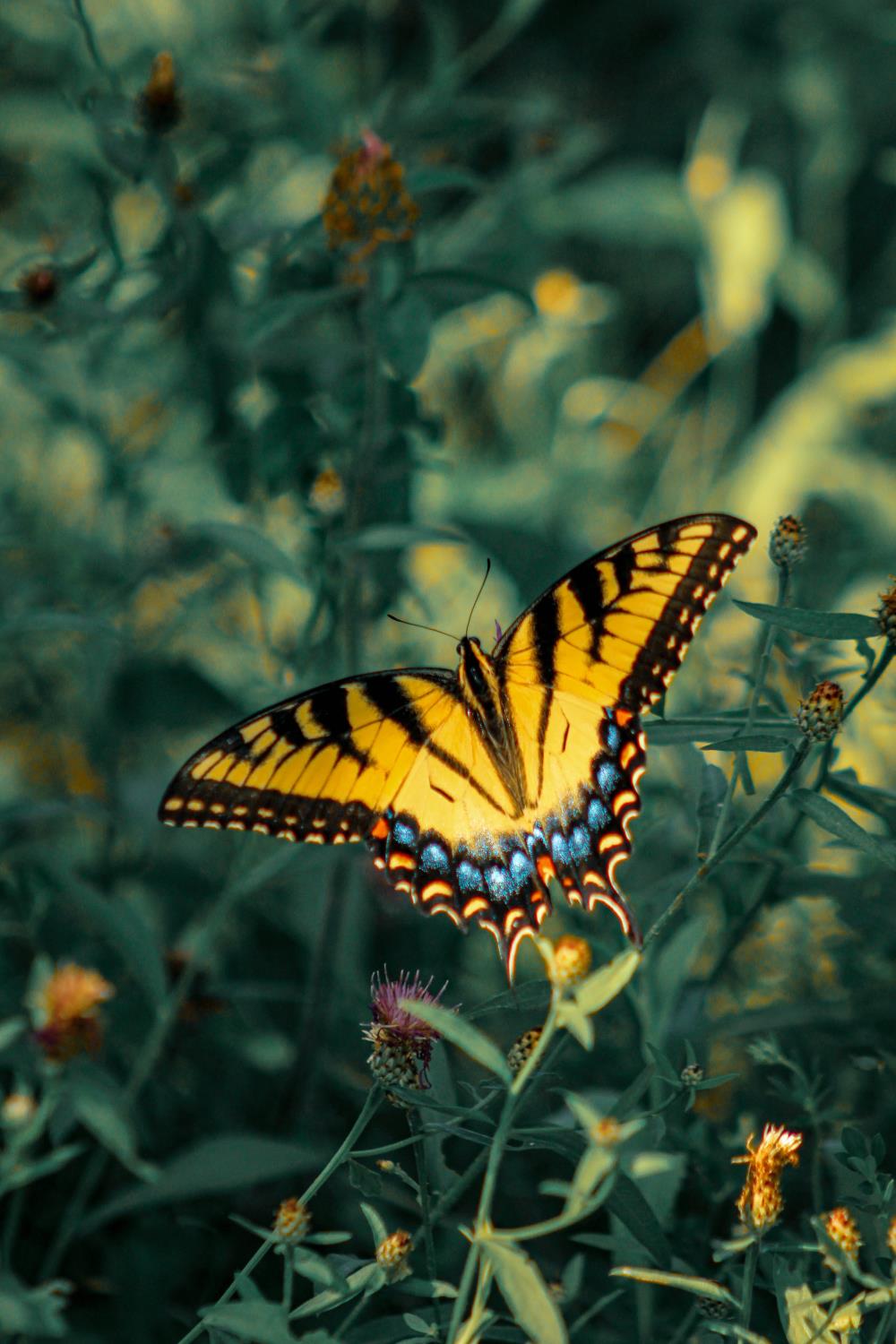 Black and yellow butterfly