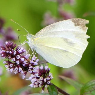 White butterfly on purple flowers