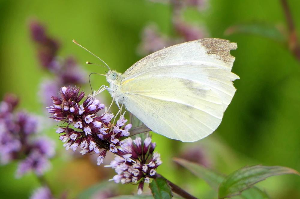 White butterfly on purple flowers