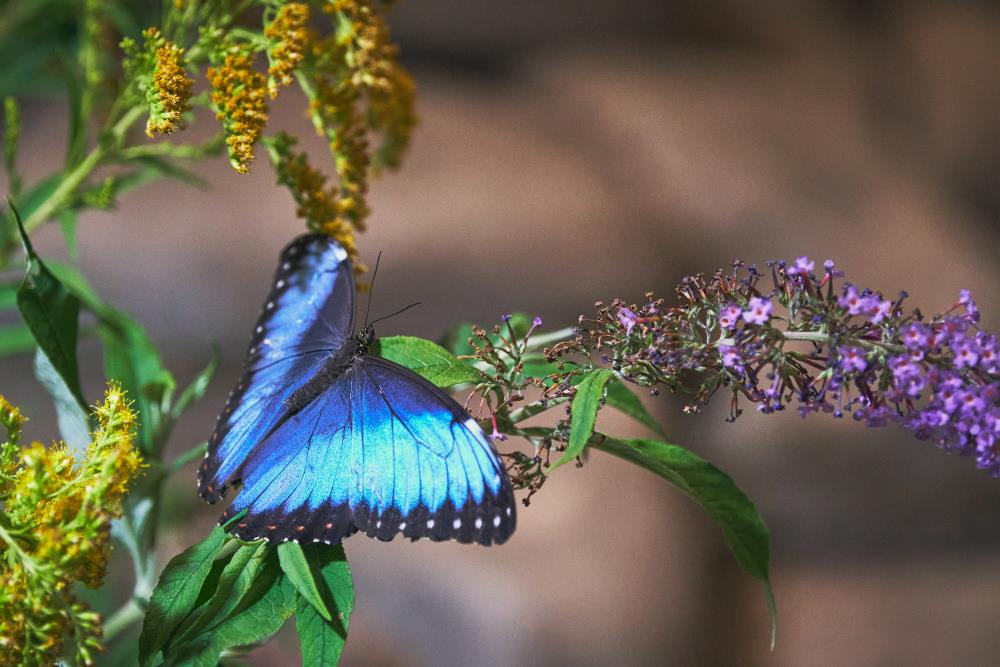 Blue butterfly's meaning