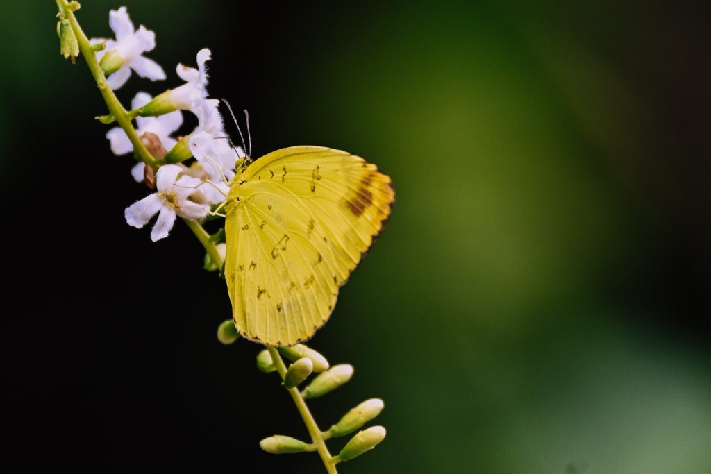 yellow butterfly