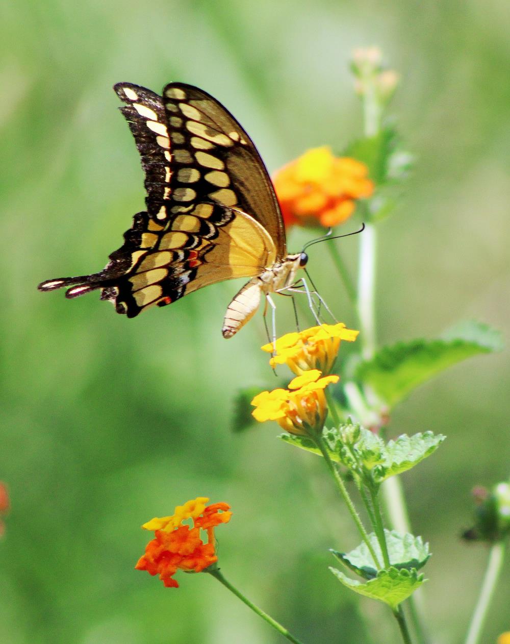 Black and yellow butterfly's meaning