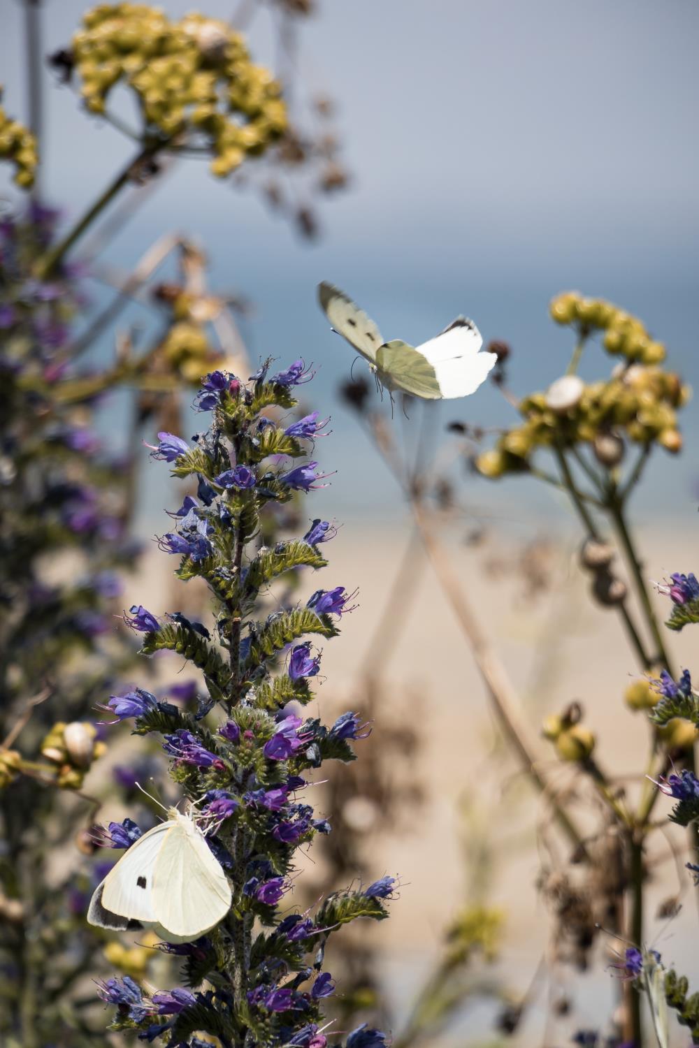 White butterflies