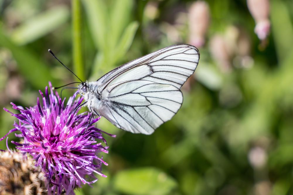 White butterfly