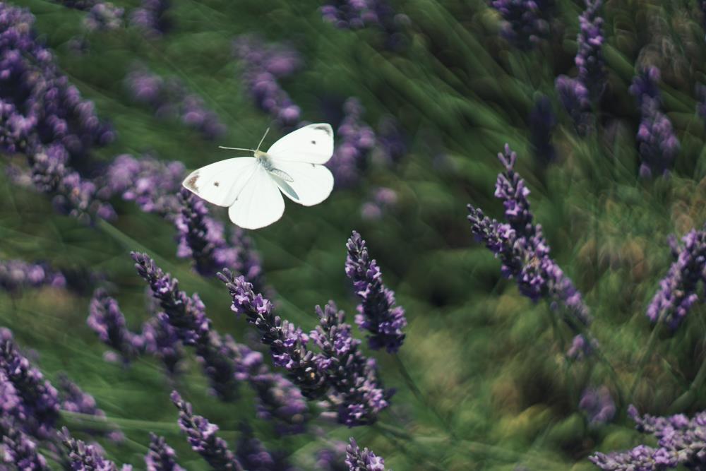 White butterfly's meaning
