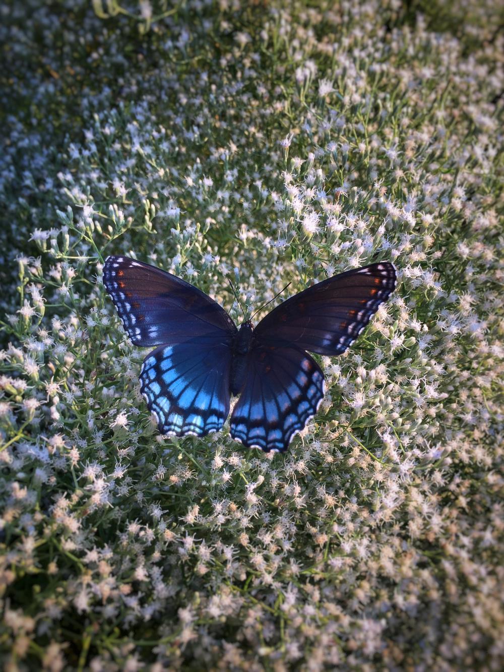 Blue butterfly