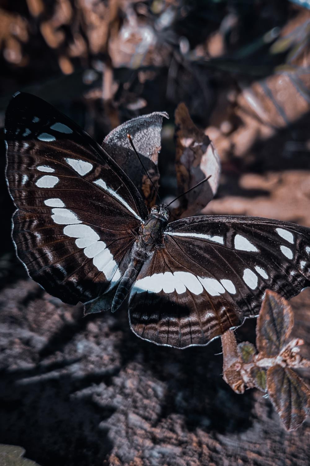 Black Monarch butterfly