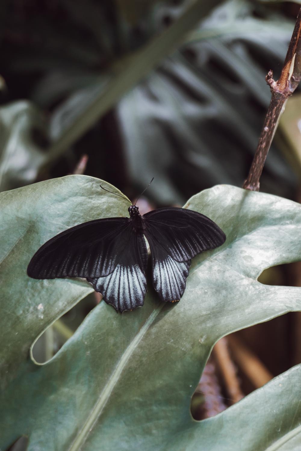 Black butterfly lands on green leaves