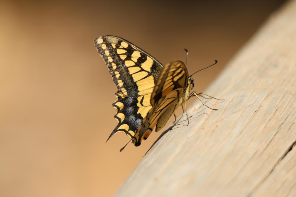 Black and yellow butterfly