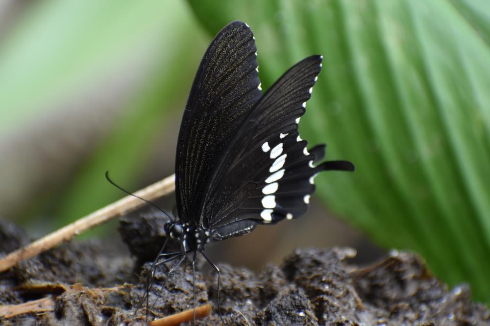Black butterfly's meaning