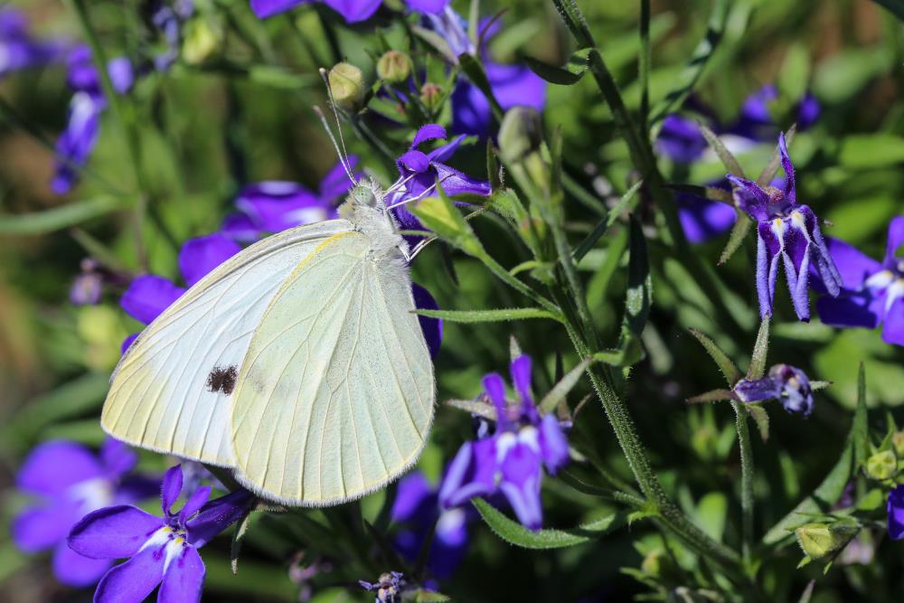 White butterfly