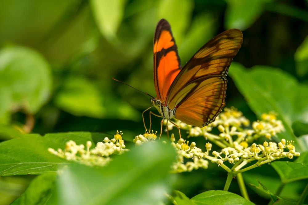 Orange butterfly