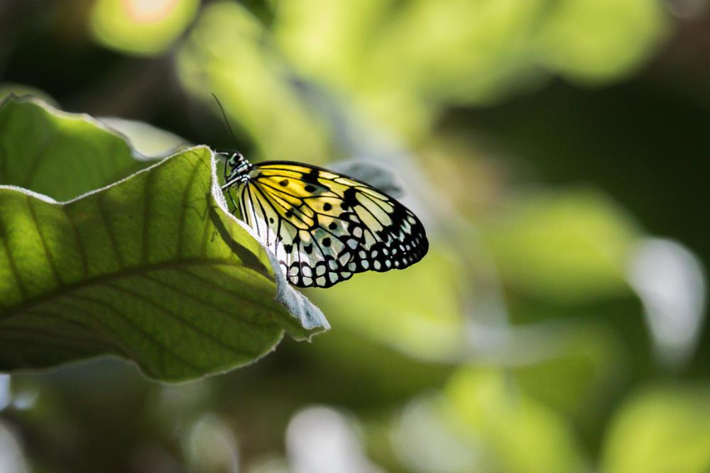 Black and yellow butterfly's meaning