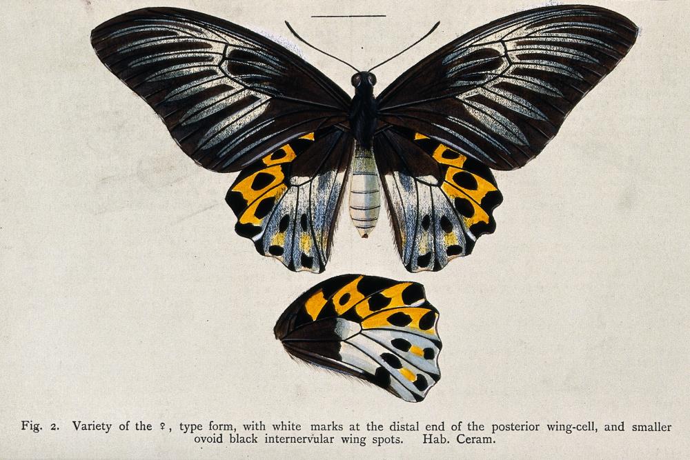 Black and orange butterfly ancient illustration