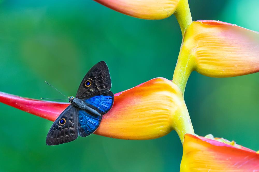 Blue butterfly Blue-winged Eurybia butterfly resting on a Heliconia plant
