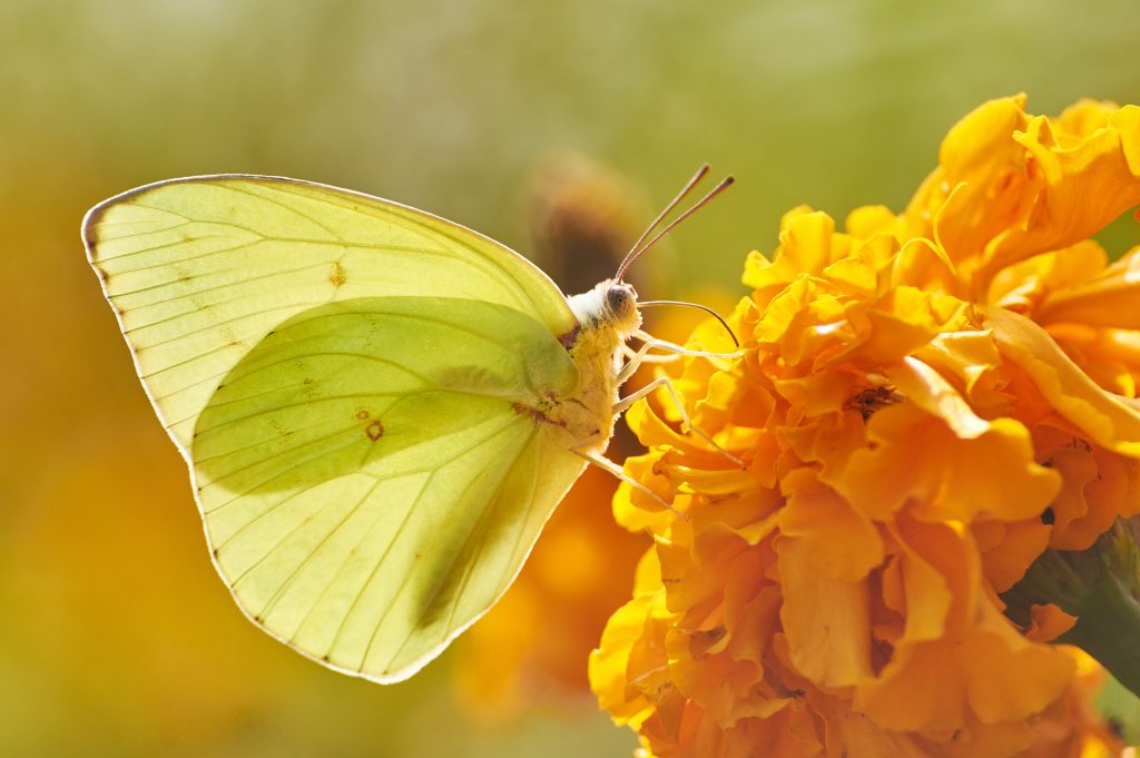 Yellow Butterfly's meaning as transformation