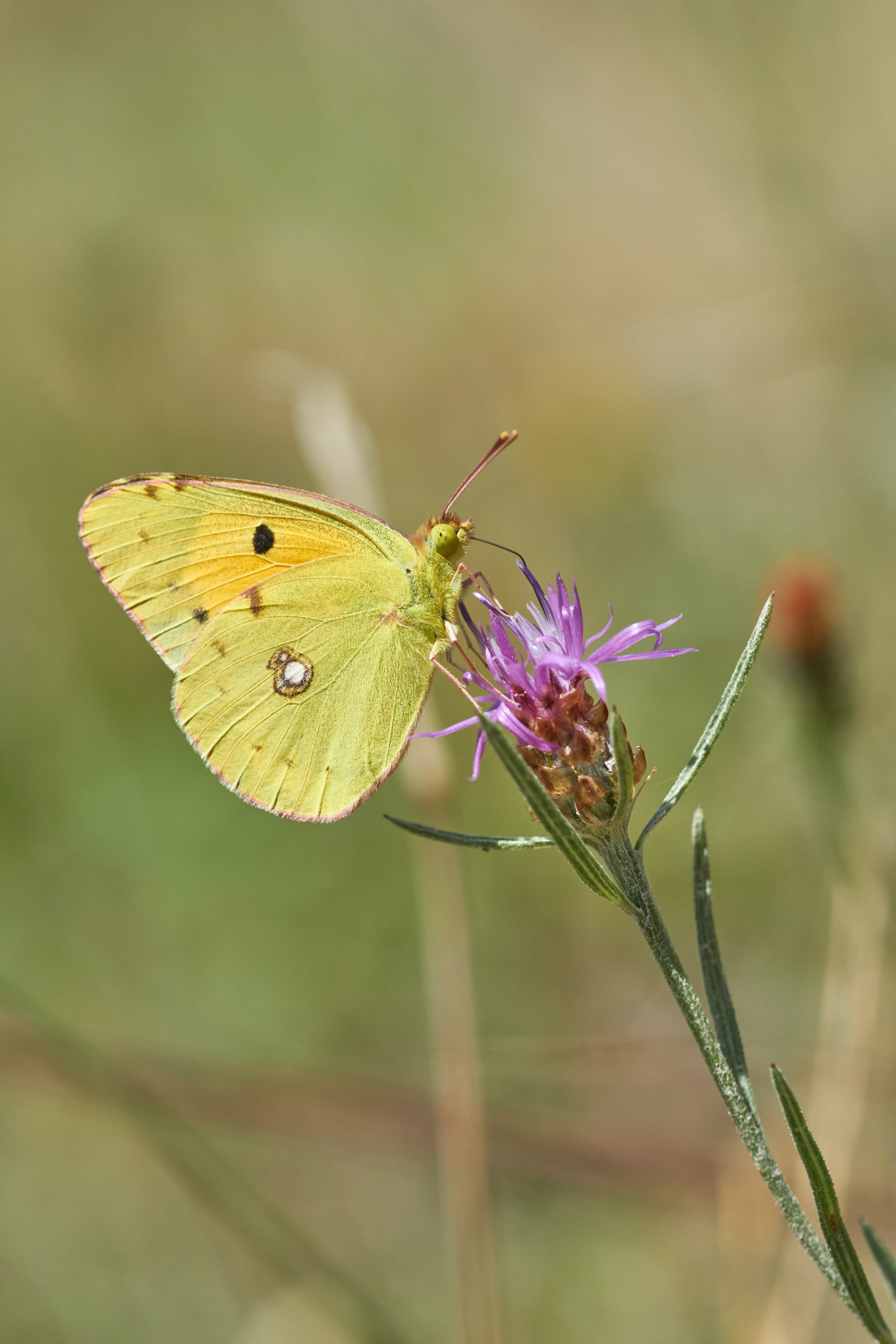 yellow butterfly's meaning