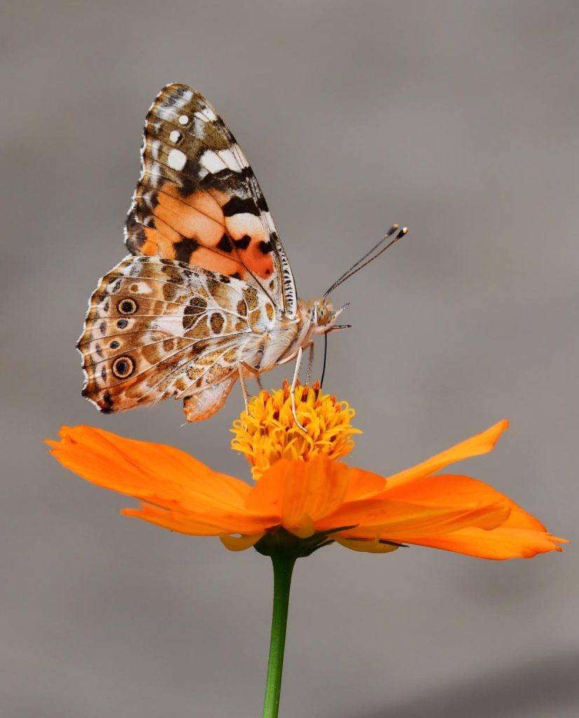 Orange butterfly's meaning