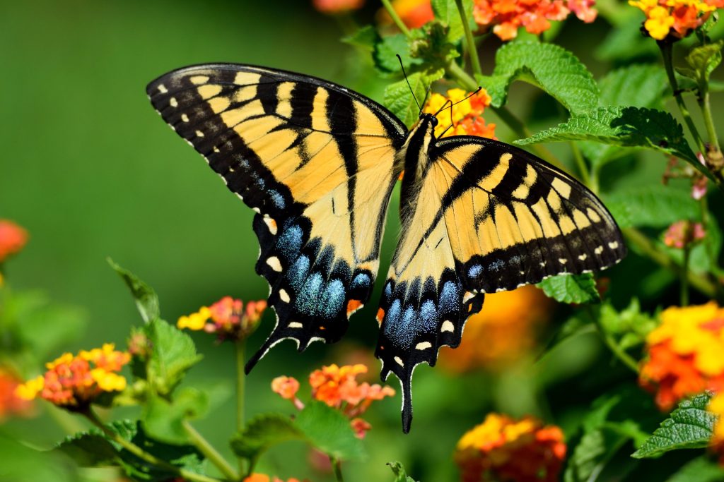Eastern Tiger Swallowtail yellow butterfly