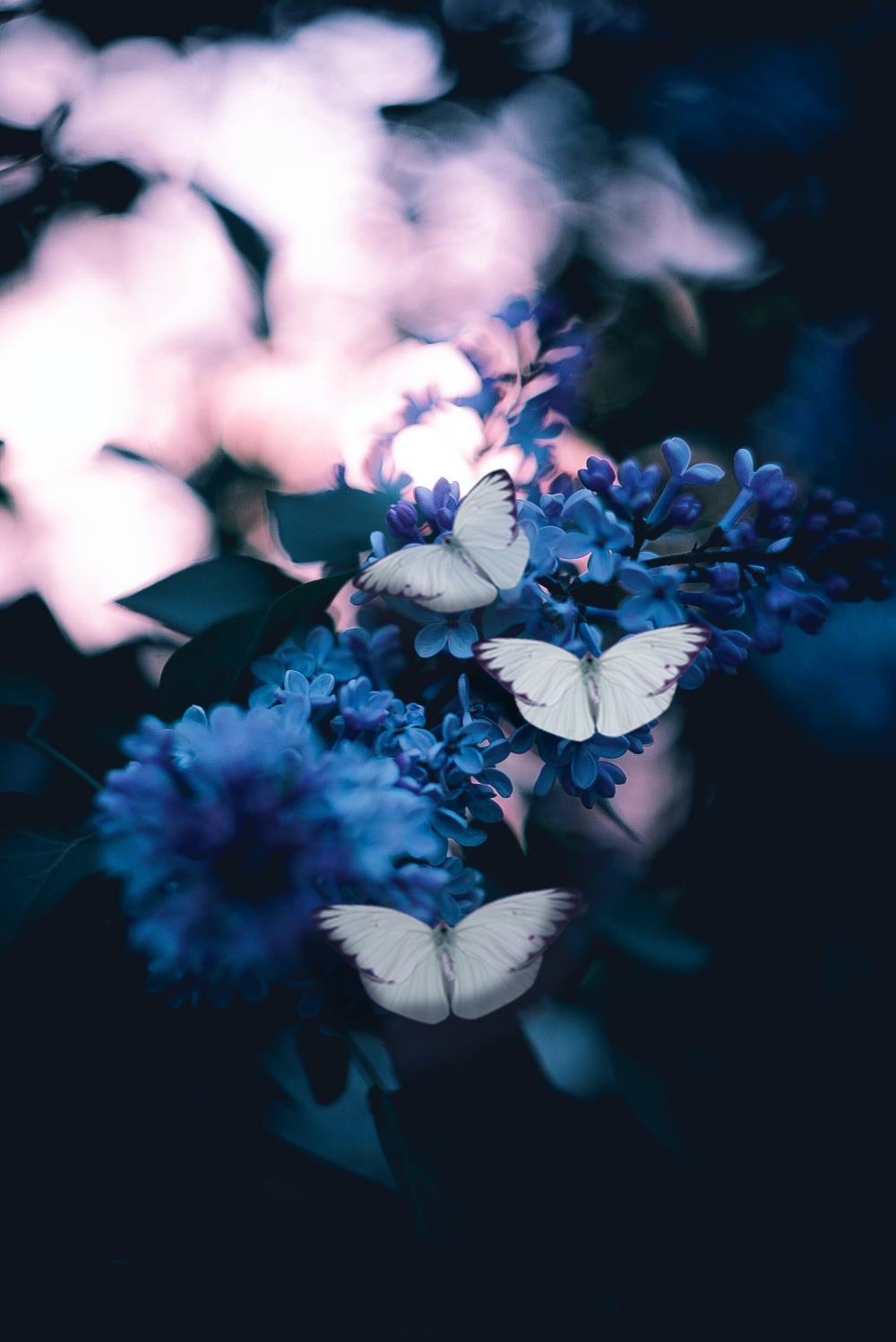 White butterflies on blue flowers