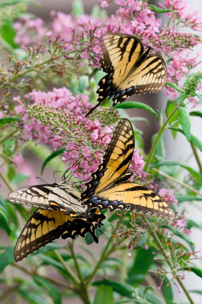 Black and yellow butterfly's meaning