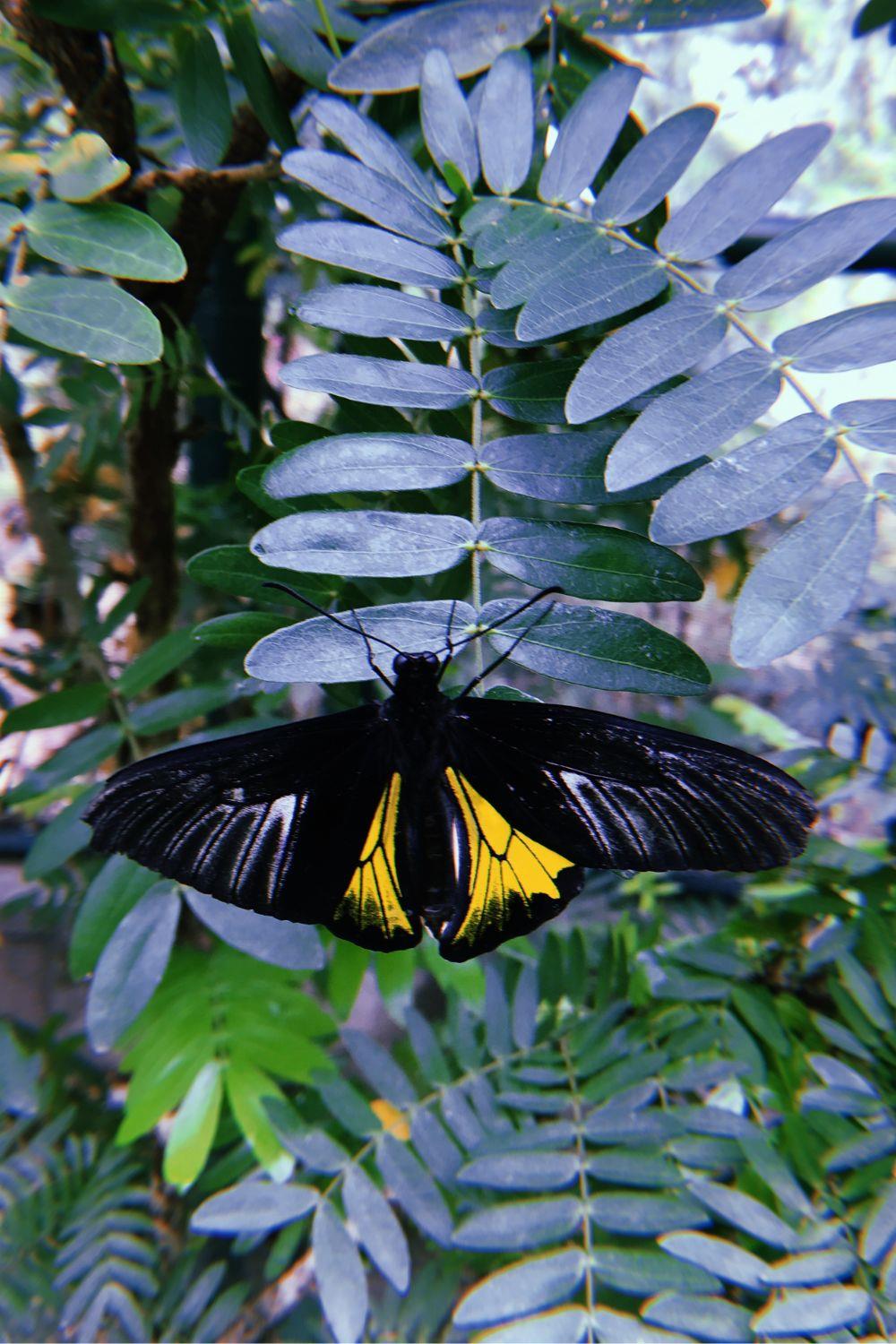 Black and yellow butterfly's meaning