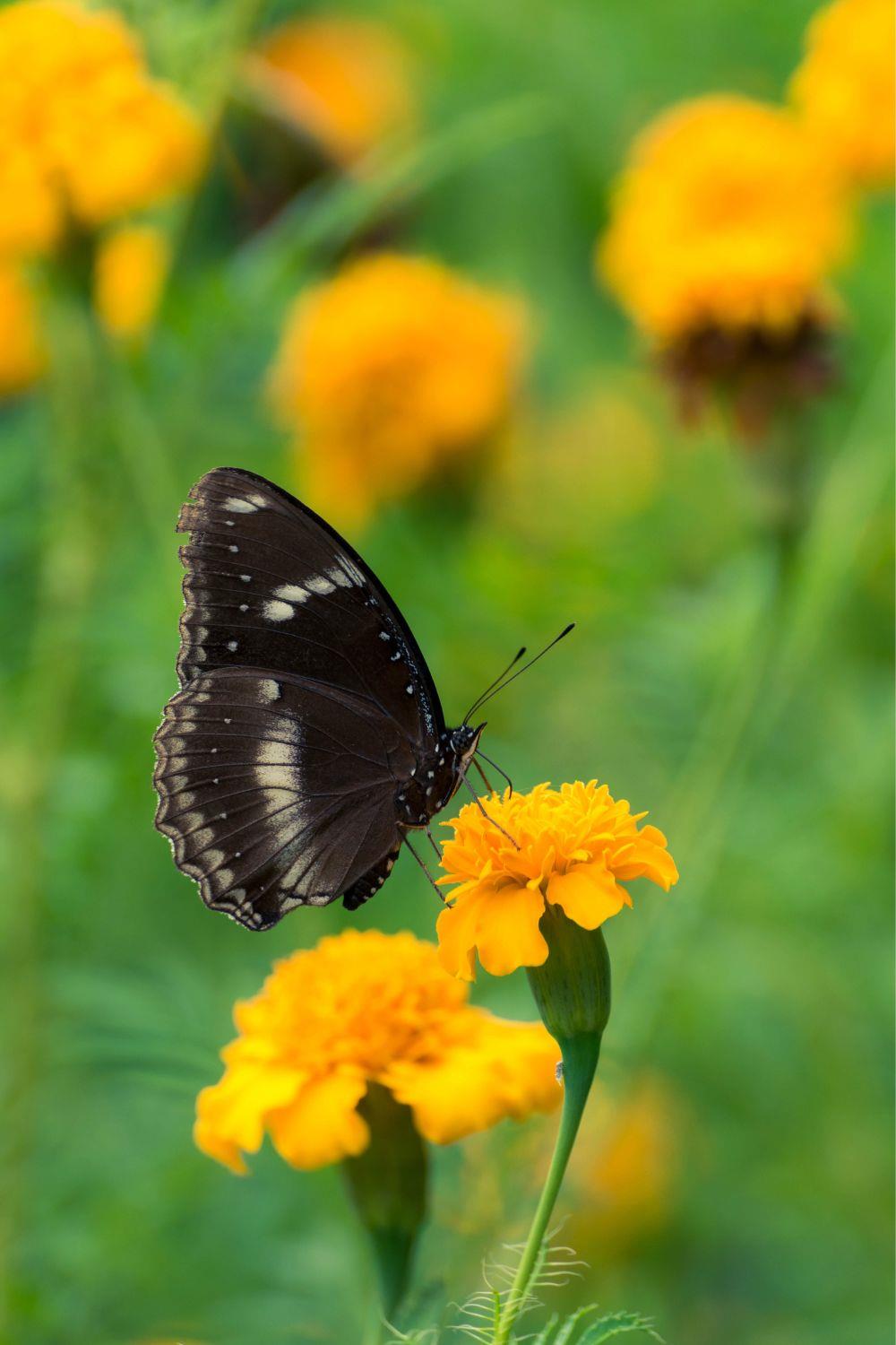 Black butterfly 