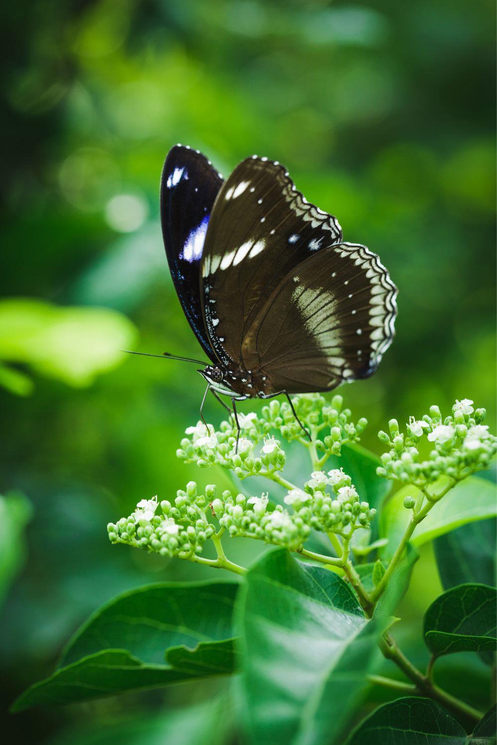 Black butterfly's meaning