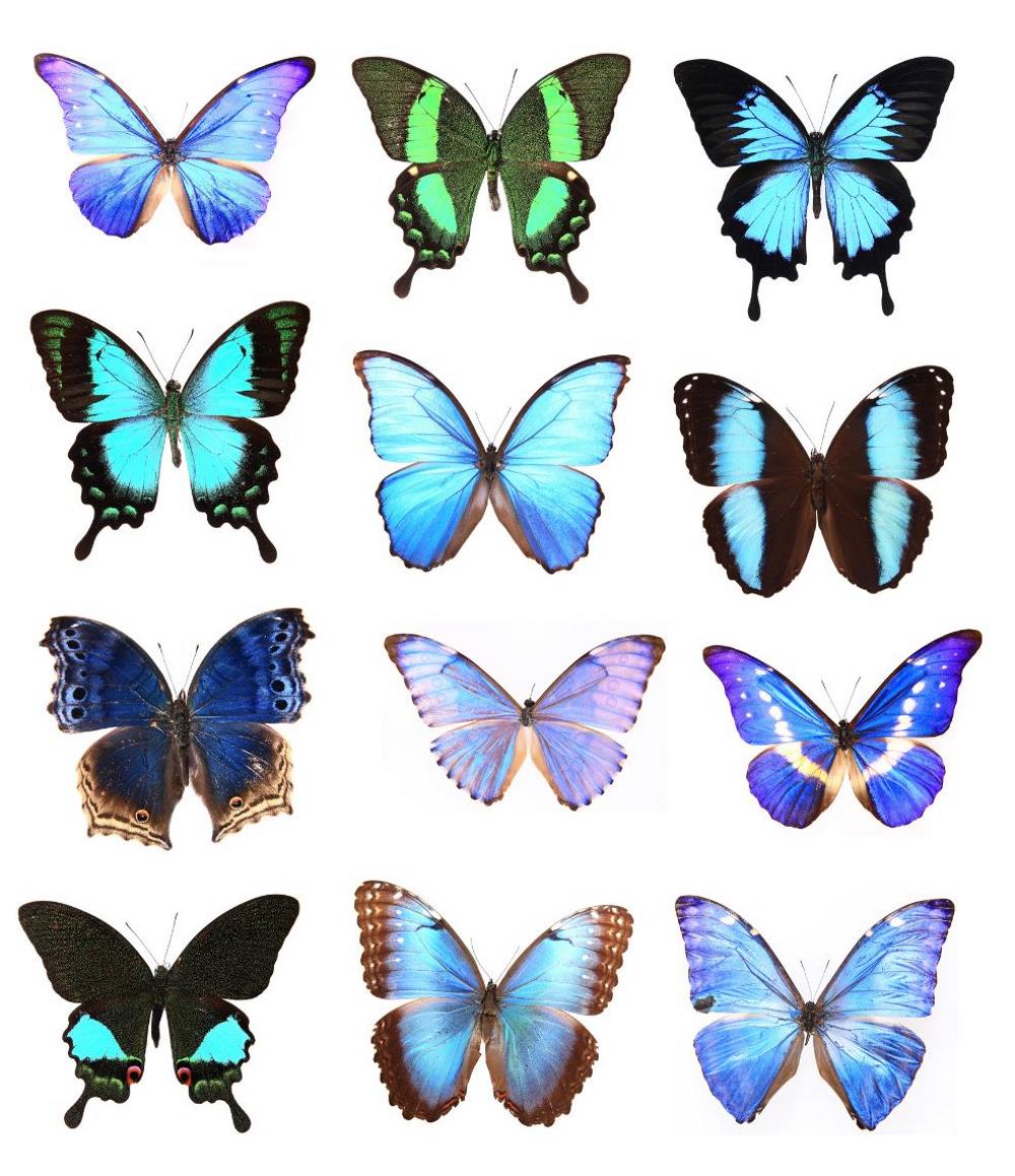  Blue butterflies