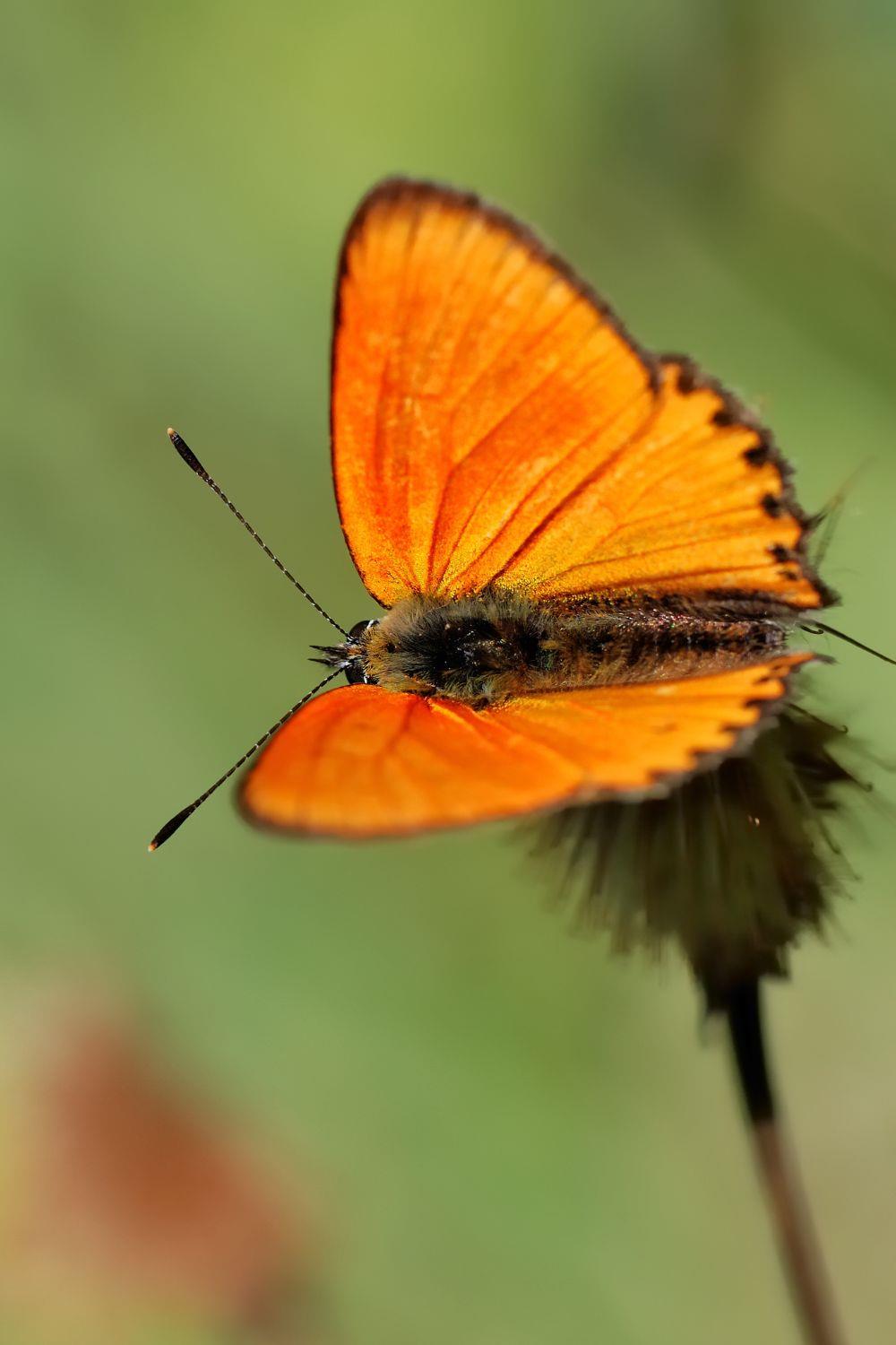 Orange butterfly's Meaning