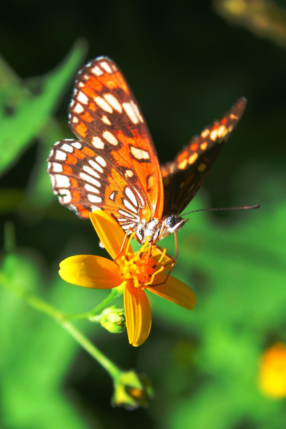 Orange butterfly's meaning